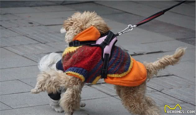 辟谣：犬瘟和细小是一回事？不，它和细小是两码事，症状也不一样