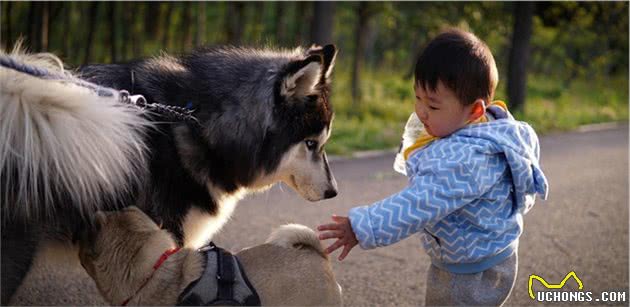 辟谣：犬瘟和细小是一回事？不，它和细小是两码事，症状也不一样