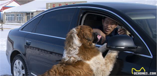 辟谣：犬瘟和细小是一回事？不，它和细小是两码事，症状也不一样