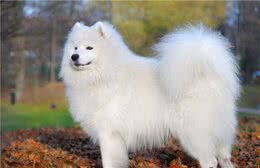 “萨摩犬”