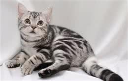 美国短毛猫介绍美国短毛猫多少钱一只？