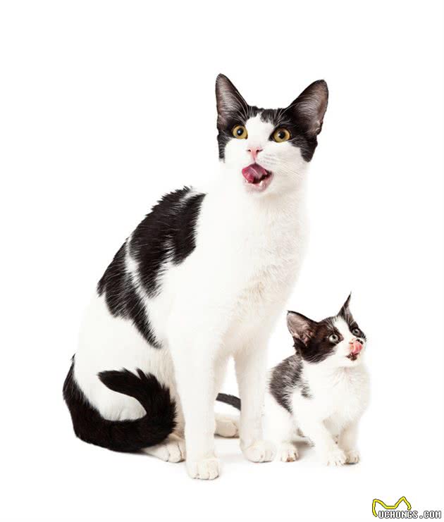 猫的社会化能力包括哪些？收养流浪猫还可以让它们适应社会吗？