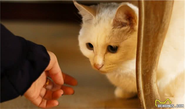 猫的社会化能力包括哪些？收养流浪猫还可以让它们适应社会吗？