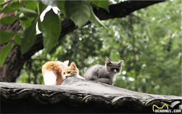 猫的社会化能力包括哪些？收养流浪猫还可以让它们适应社会吗？