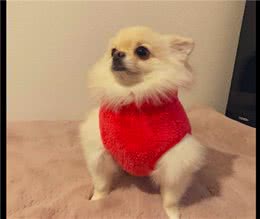 主人给狗狗买了件红色衣服，看起来特别的高冷，狗：别爱我没结果