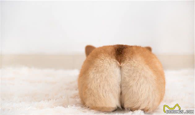 有一种萌叫做：柯基萌柯基犬不仅颜值高，小短腿跑起来也可爱