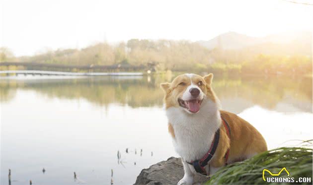 有一种萌叫做：柯基萌柯基犬不仅颜值高，小短腿跑起来也可爱
