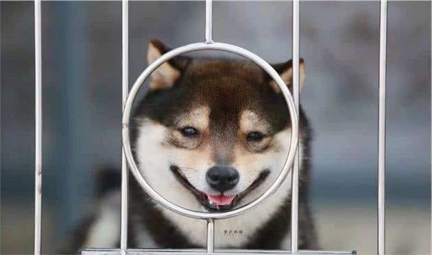 柴犬，边牧，柯基哪个好养？哪个适合新手？