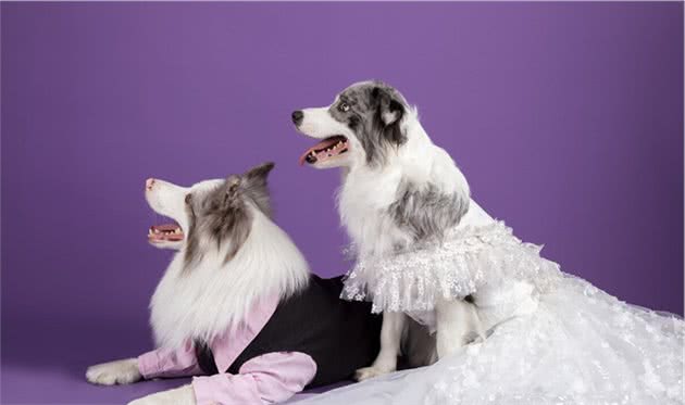 柴犬，边牧，柯基哪个好养？哪个适合新手？