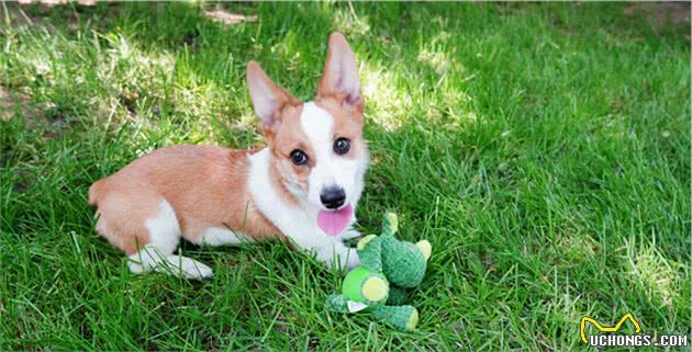 柴犬，边牧，柯基哪个好养？哪个适合新手？
