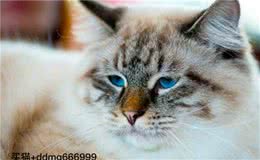 褴褛猫多少钱一只，褴褛猫价格