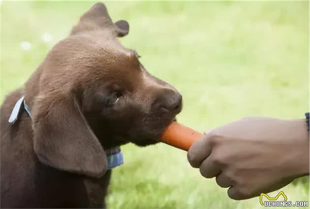 除了狗粮，狗狗还可以吃这6种食物，还很健康