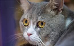 家里的猫，最怕什么你知道吗？这五点让人很心酸