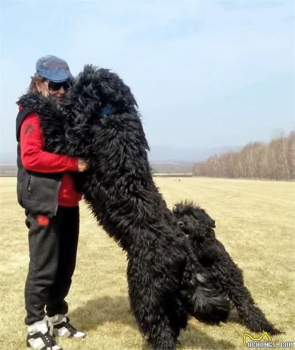 俄罗斯名犬黑猎狗，温柔的庞然大物