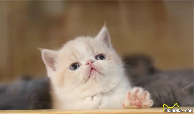 全球最贵的十种猫，它们都是可爱的代表吖