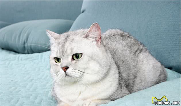 全球最贵的十种猫，它们都是可爱的代表吖