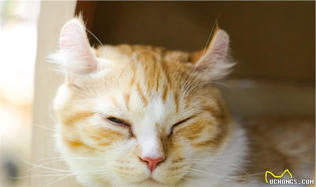 全球最贵的十种猫，它们都是可爱的代表吖