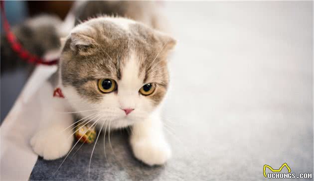 全球最贵的十种猫，它们都是可爱的代表吖