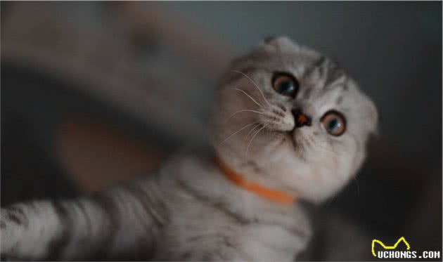 全球最贵的十种猫，它们都是可爱的代表吖