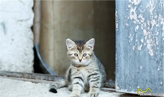 俗语：“猫要换，狗要偷”，是农村养猫狗的有趣风俗，有啥说法？