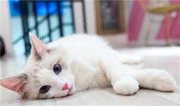 猫咪寿命排行榜，猫的寿命一般有多长？寿命最长的五种猫咪