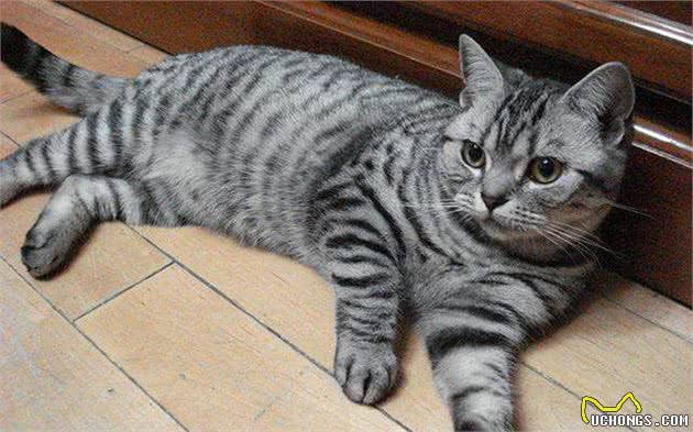 狸花猫被猫界权威组织剔除作为品种猫，难道狸花猫真的不行吗？