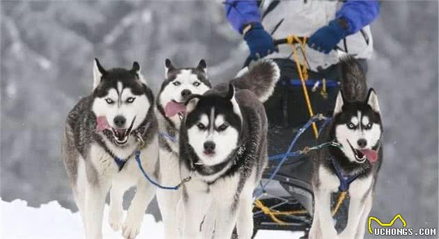 边牧爱追球、哈士奇爱拖着人跑！纯种犬都有“纯种”特性