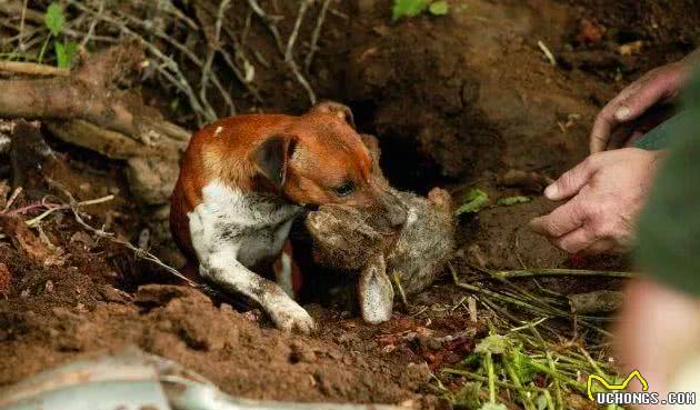 边牧爱追球、哈士奇爱拖着人跑！纯种犬都有“纯种”特性