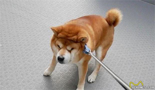 边牧爱追球、哈士奇爱拖着人跑！纯种犬都有“纯种”特性