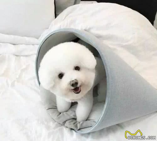 最爱干净的五种狗狗，养过的人都夸好