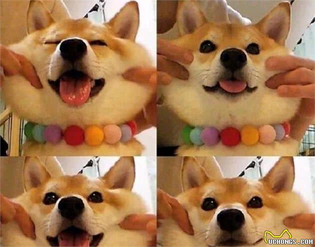 柴犬便便带血是怎么回事呢？看这里