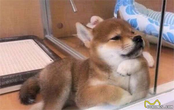 柴犬便便带血是怎么回事呢？看这里