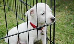 狗狗可以一直养在笼子里吗？