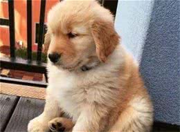 狗狗有这些表现，可能是不开心了，快哄哄它