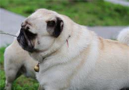 巴哥犬这些行为是在告诉你：我生病了