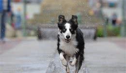 训犬教程-让犬不往身上扑