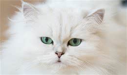 性情温文尔雅聪明敏捷的“猫中王子”波斯猫喂食要点与注意事项