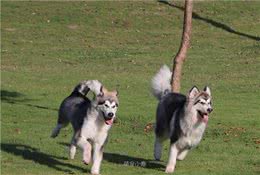 狗狗突然害怕你是为什么？很多狗主人犯了这6个错误，自己却不懂