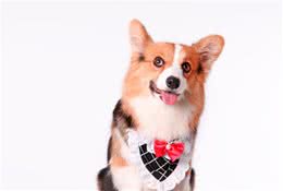 你家狗狗那么臭是因为它偷偷吃屎了吗？该怎么办？