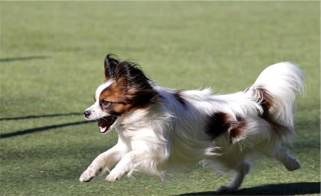 你也因为蝴蝶犬挑食而头疼吗？这5招，教你解决它挑食的坏毛病
