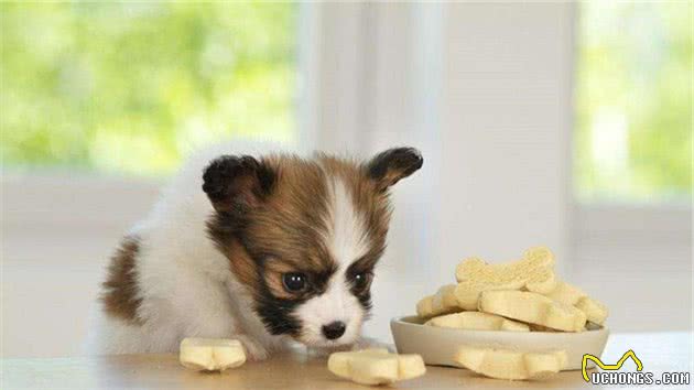 你也因为蝴蝶犬挑食而头疼吗？这5招，教你解决它挑食的坏毛病