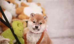 柴犬的调教与饲养方法
