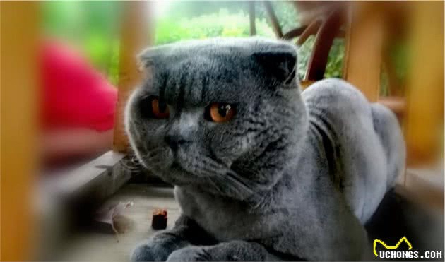 闲聊“英短蓝猫”