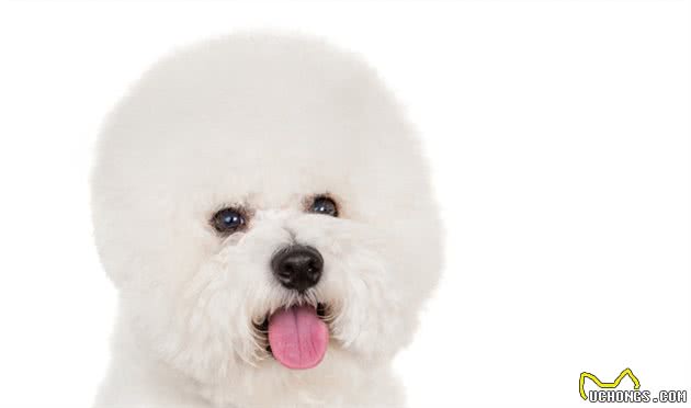 如何养好一只比熊犬—从带它回家到陪它老去
