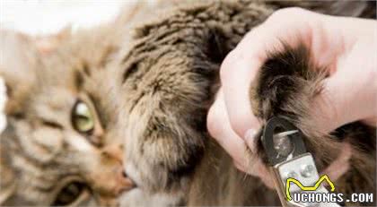 超级简单-给猫剪指甲的实用指南