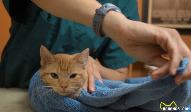 超级简单-给猫剪指甲的实用指南
