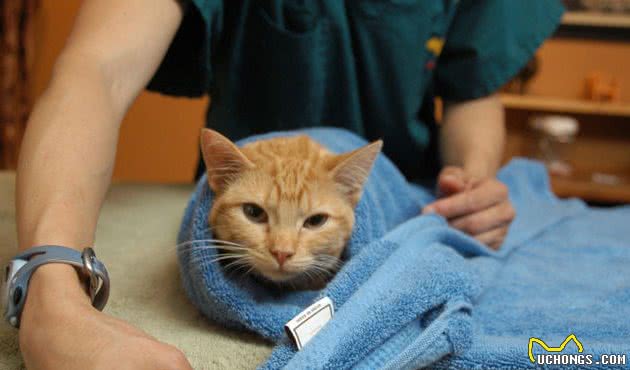 超级简单-给猫剪指甲的实用指南