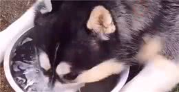 狗狗不是舔着喝水，姿势有难度，“万能”舌头，令人惊叹