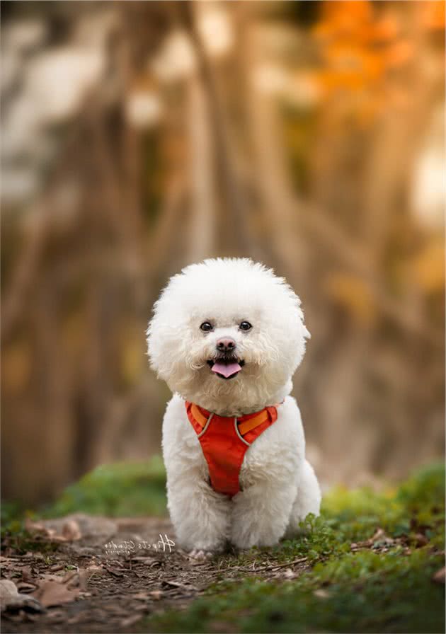 养比熊犬的“烦恼”，养过的宠主都深有体会