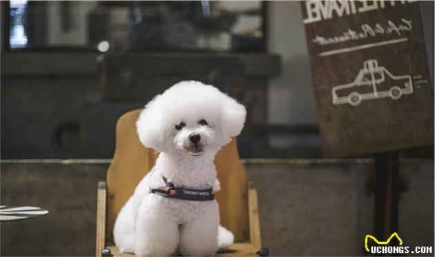 养比熊犬的“烦恼”，养过的宠主都深有体会